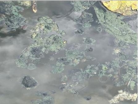 Green clumps and surface scum in water