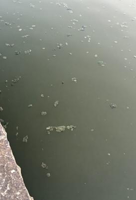 Small patches of surface material in dark water