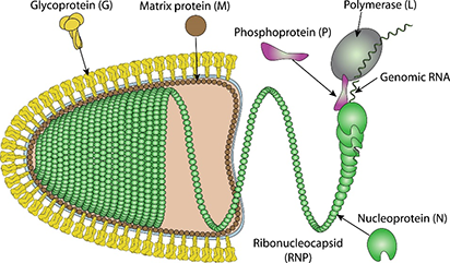 Chandipura Virus